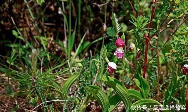  【观赏价值】正在消失的美丽：稀有兰花