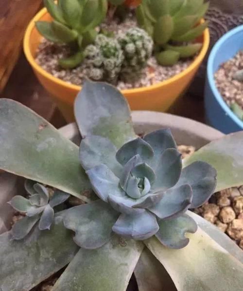 朱顶红：看见这花可别买，忍住，小心被忽悠，花钱买气受！