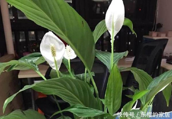  「特别」卫生间养上“3种花”，特别漂亮，尤其最后一种，异味全跑没了！