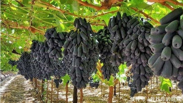  亲戚：我国伟大农业果树！一亩能挣19万，门前种两颗，来年送亲