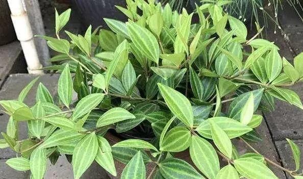  「特别」有一些花很特别，都能“挂着长”，养上一盆，家庭更美、更吸引人