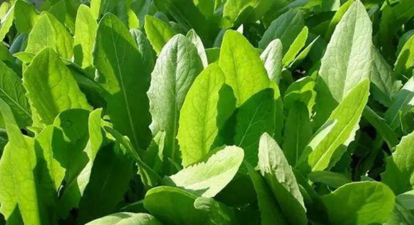  『阳台』别人养花我种菜，4种菜种阳台，随吃随摘，绿色方便又漂亮！