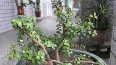  「值钱」家里养“2种花”,能旺财运,吸“毒气”,枝条变老后,就值钱了