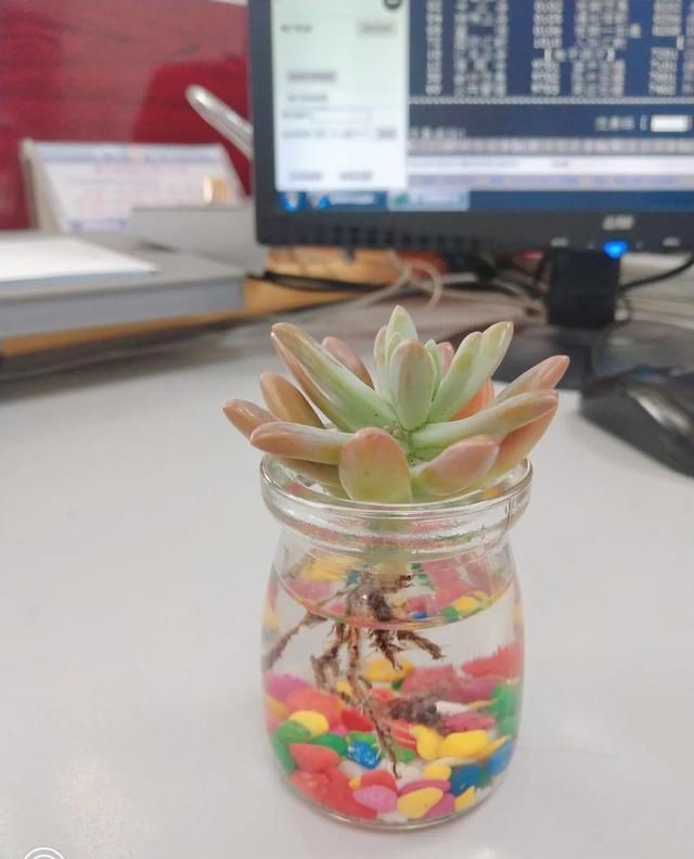  [萝卜]水里加点碳，根系壮得撑破盆，长出满盆萝卜根