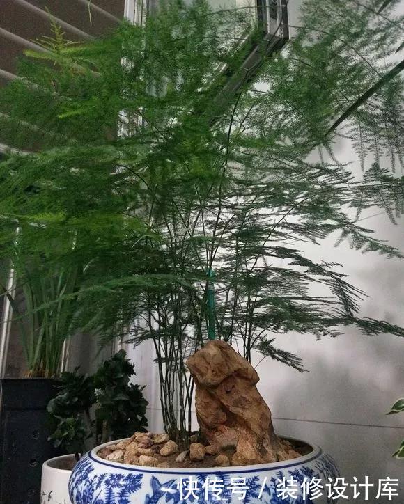 「新芽」春天文竹不冒笋,4处记得改善,做对了新芽猛窜长爆盆!