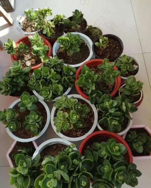  #图片作者#长寿开花不过瘾，学会1招，花苞多的能盖叶！