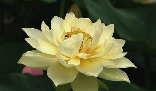  「玫瑰」喜欢玫瑰，不如养盆“精品荷花”冰娇，着花繁密，雅致迷人！