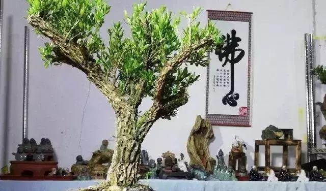  「黄杨」古代文人雅士、达官贵人家中为何都会种植黄杨盆景