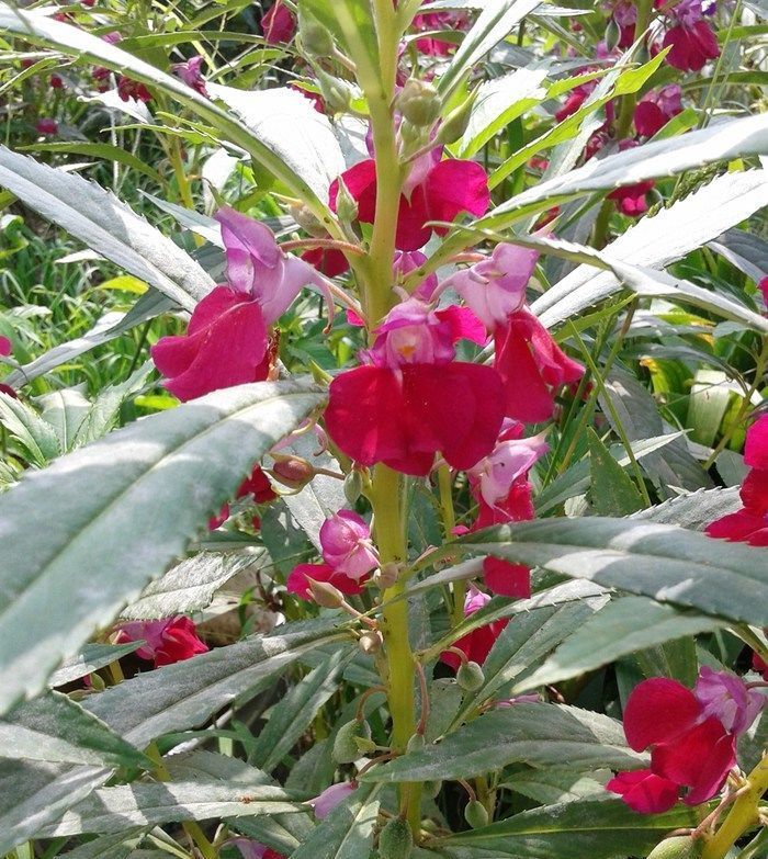  养花■喜欢养花，不如养盆扶桑花生长茂盛，要做好植株的修剪。