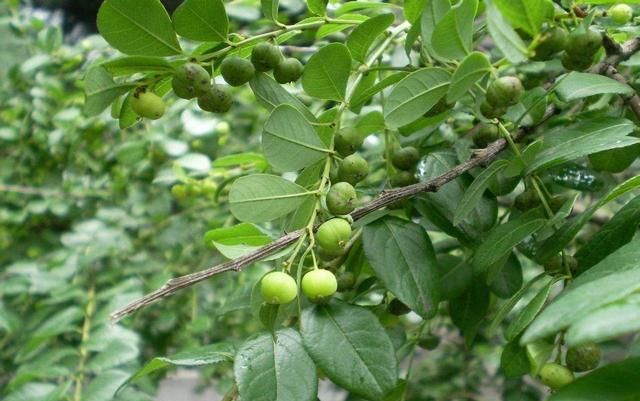  「植物」农村的这种野草,长满小珍珠价值很珍贵!你见过它吗?