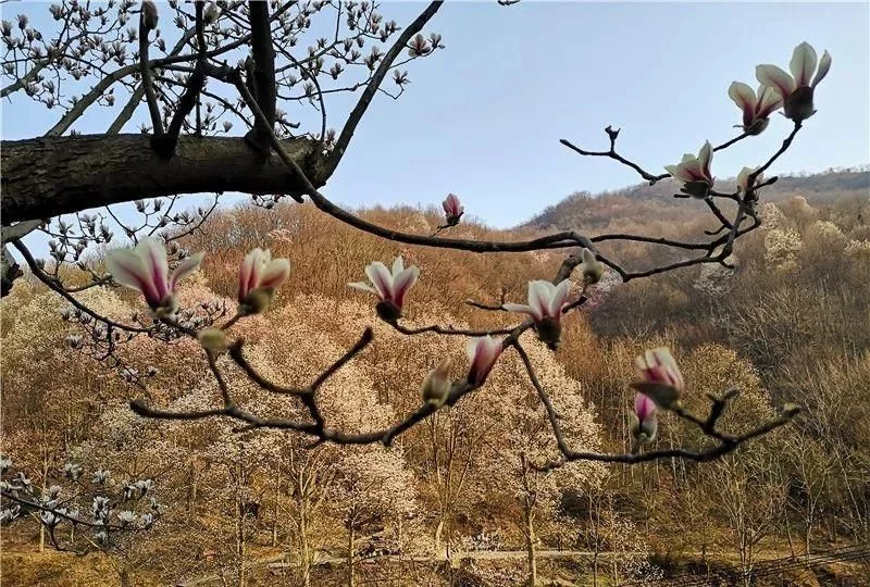 3月,低调六安意外爆红!一组照片,全国人民都被美哭了!【2020热门旅游景点】
