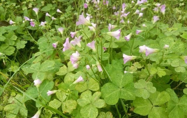  「盆栽」大花酢浆草，一种庭院、盆栽观赏花卉，需要细细欣赏。