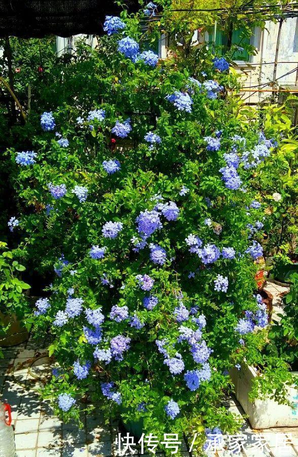  #起劲#3种开花劳模，一个比一个开得起劲，一开就是一面花墙！
