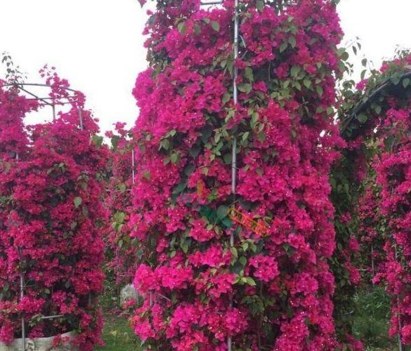  『长寿花』再便宜也别买,用这4个小方法,轻松养出10盆花!