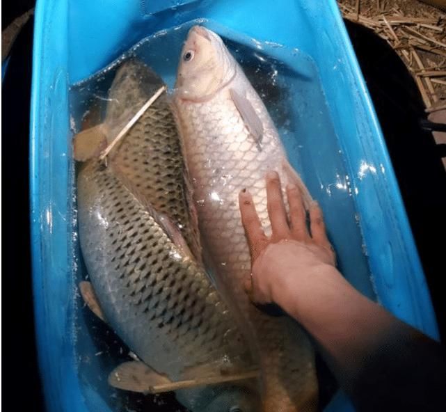  中招：钓鱼的这4个错误，越是老钓友越容易中招，你大概也中招了吧