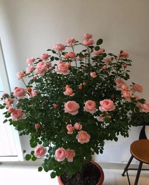  『值得』?适合养此款花卉，高颜值易打理，花香四溢，你值得拥有