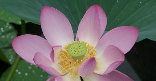 『玫瑰』喜欢玫瑰，不如养盆“优良荷花”敖汉莲，花开冷艳高贵，清香袭人