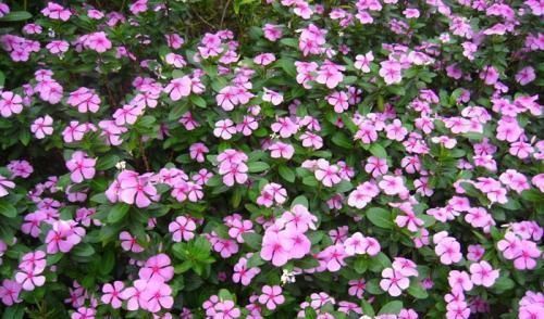  『不停』养花还用操心这5种花你肯定没养，一年四季开不停