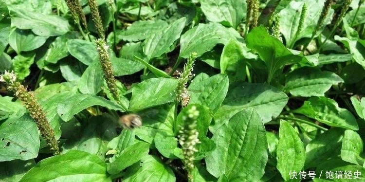  车前草■农村人憎恨的野草，喂鸡是一绝，却不知晒干一斤卖5元，