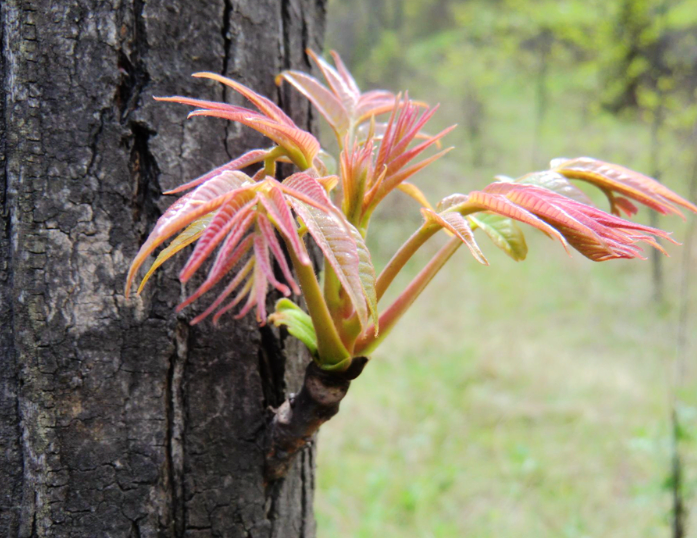  香椿树|城里人来收购香椿树皮1斤50，这树皮有啥用？要卖给他吗