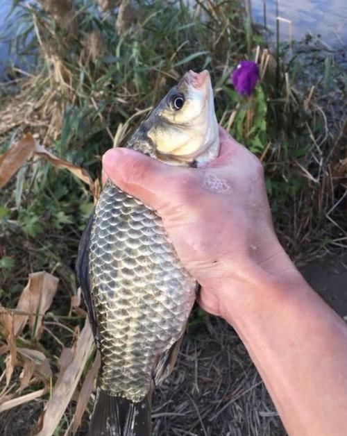  『浮游生物』不知钓位该怎样选？如果钓鲫鱼，劝你选这几个位置，新手也能爆护