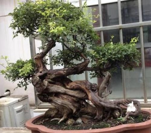 植物■陈大妈养了“盆景树”，放室外“8年”，1盆价值上万，价值高！
