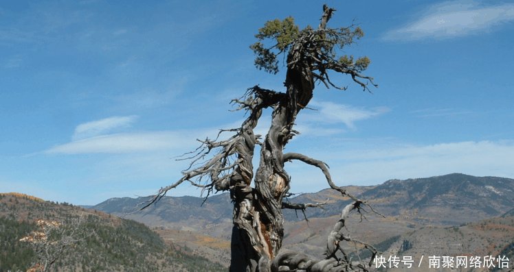 世界上最古老的九大树木, 中国神木上榜, 最后一棵存活9000多年!