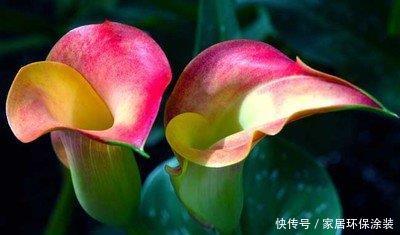  艳丽■喜欢养护花卉，就养开花爆盆，花期长，寓意美好，花色艳丽的花卉
