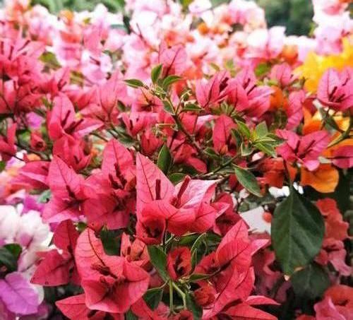  #长满花盆#三角梅开花少，狠心“剪剪枝条”，花苞“爆开”，根系长爆花盆