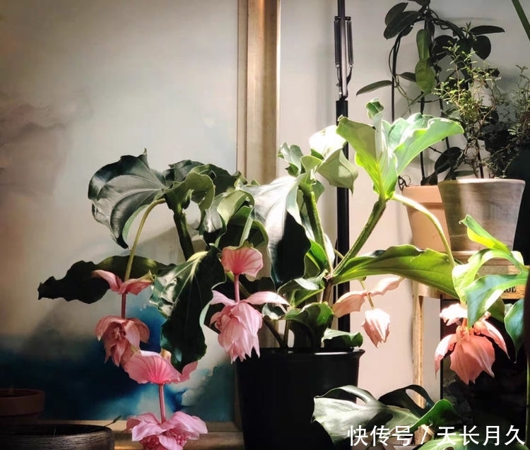 『波斯菊』春天在家养花,就选这几款小花,好养易爆盆,花期一到开成花海