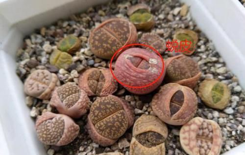  「蓝雪」这花春天长最快，俩月爬满一面墙，从3月开到11月！