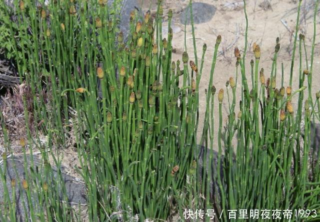  『值钱』农村山坡下，有“1种野草”值钱，拔15棵种起来，卖18元，珍贵