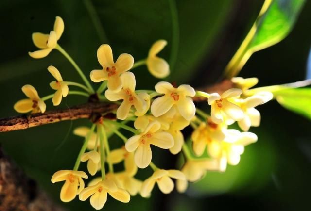  『养盆』喜欢养花，不如养盆 六倍利花朵虽然小巧但是非常的壮观。