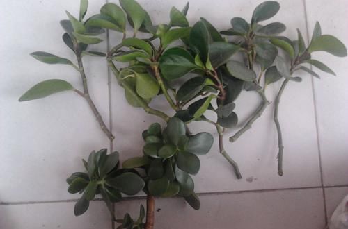  分株：你知道碧玉花怎么繁殖吗？这两种简单的方法，新手也可以操作