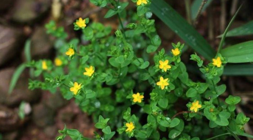  「记得」农村一种草药俗称“降龙草”，长在田边像杂草，看到记