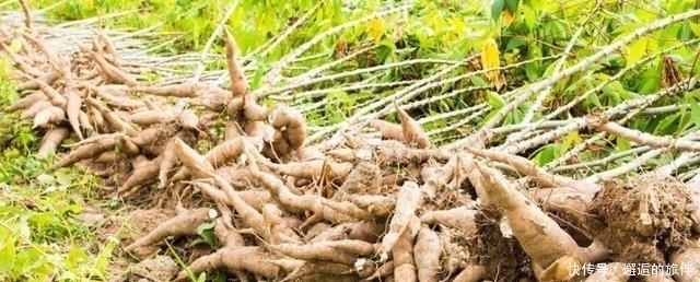  「发现」全身有毒的“外来物种”，却被农民发现其食用价值，成