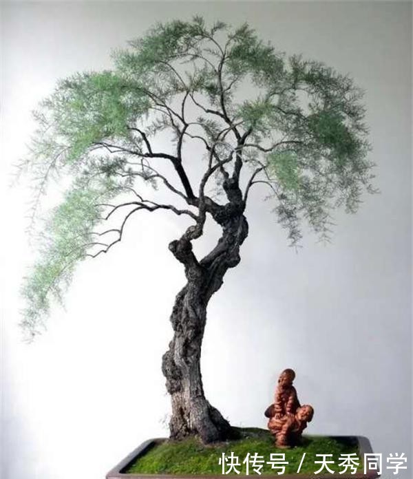  写意■走进郑州一座“重在写意”的盆景园林：河南中州盆景文化园