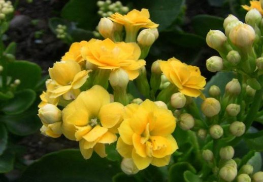  『纳财』喜欢客厅在放花，一定要养这“4种花”，旺人也旺家，招福又纳财