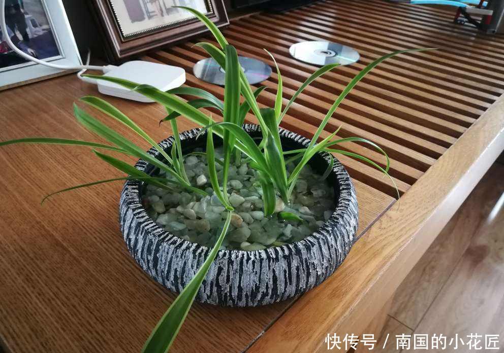  『来得及』水培花卉总烂根，原来是没注意这3点，现在改还来得及