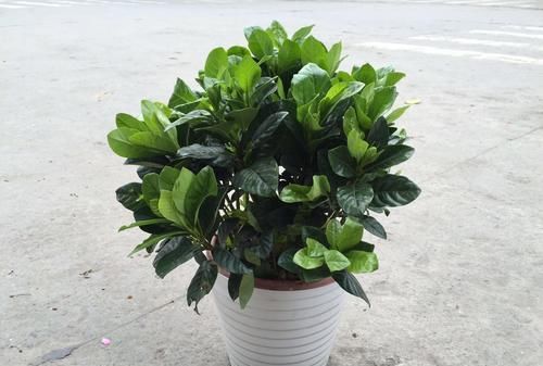  栀子花■栀子花的花期要来了，“催花水”准备好，浇一点花苞鼓出来