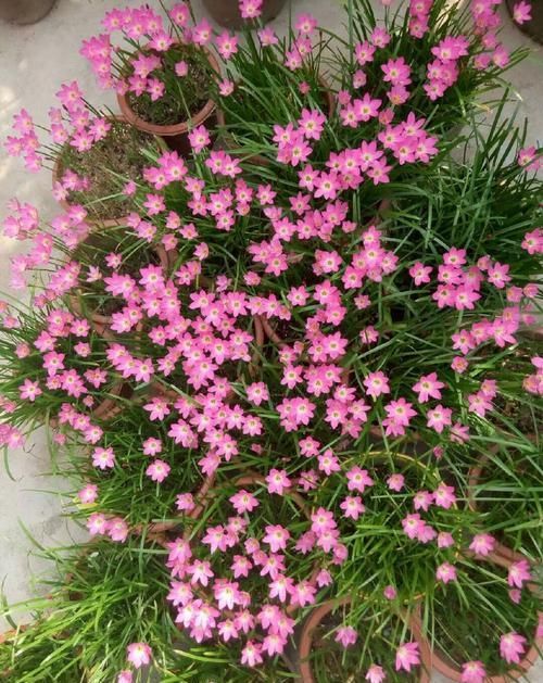  「飘垂」喜欢菊花，就养盆“菊中精品”盘龙金鹭，似金丝飘垂，秀雅清香