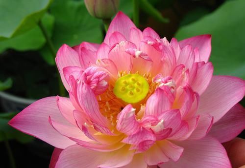 『艳丽』此花花色艳丽多样,花朵层层叠叠,高贵典雅,适合家庭养护