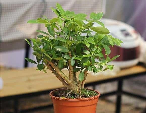  『植物』鸭脚木养护不及时，叶子发黄掉落，该怎么补救？
