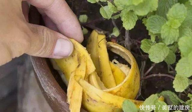  【养花】养花少不了氮磷钾，自制3种花肥，省了肥料钱肥力足