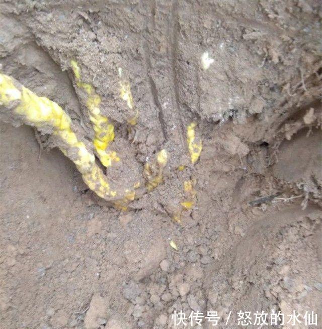  「上山」农村男子上山找野味时挖出这种植物, 长得像“七条金蛇