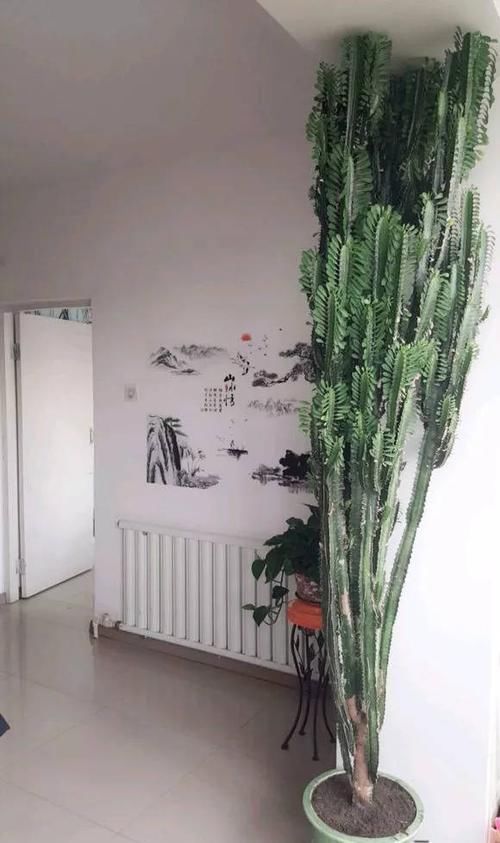  【养护的时】这花可真了不得，随便一养就猛蹿戳屋顶，吓得赶紧搬出去！