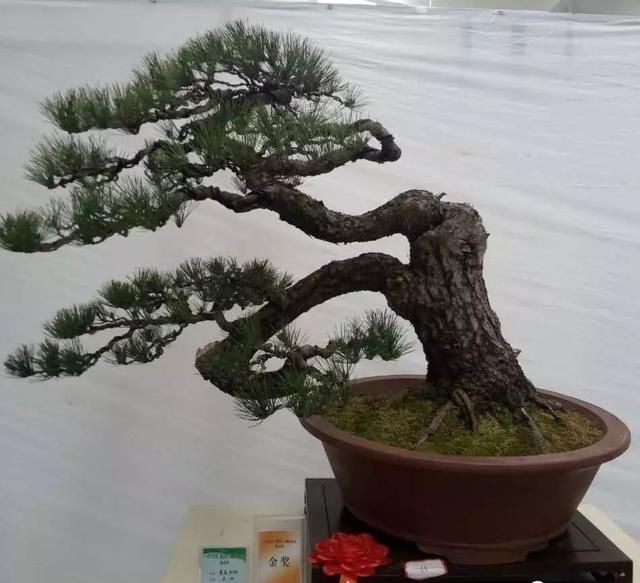中国?新沂第二届精品盆景展回顾
