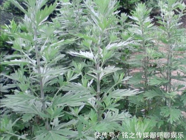  家里|家里养6种驱蚊植物，特殊的香味，使蚊子不敢靠近