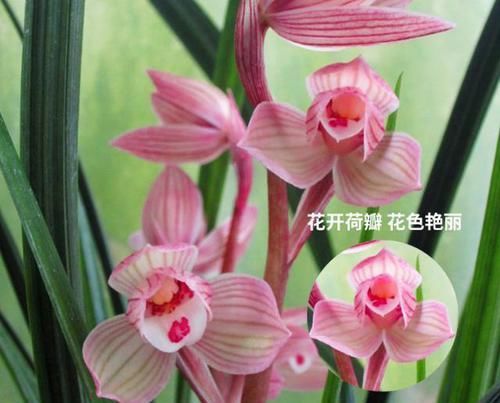 『花香中带』此兰誉为兰中酒仙，花色鲜艳非凡，酒香袭人，色美花香，值得拥有