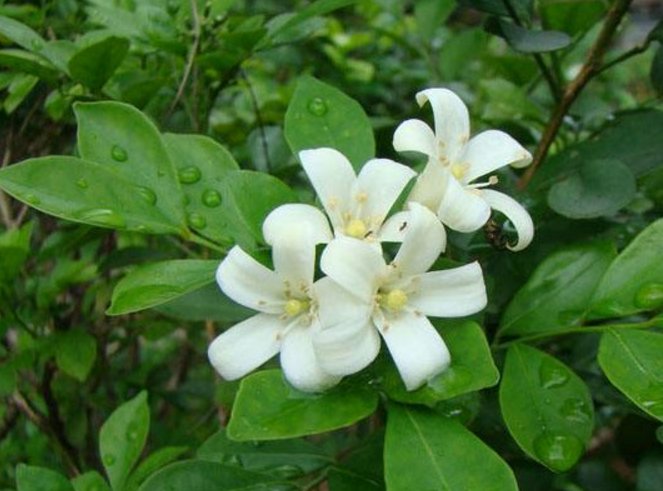 [养盆]乡间趣事！阳台养盆“香水花”，花匠教你5招，花朵洁白精致，花香香飘九里